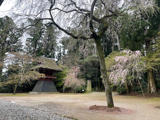 令和6年 飯高寺講堂前シダレザクラ開花情報-4.5_2