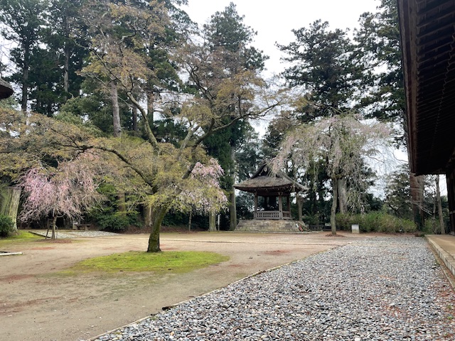 令和6年 飯高寺講堂前シダレザクラ開花情報-4.5_1