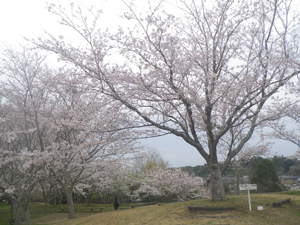 令和6年 天神山公園桜開花情報-4月5日 天神山公園桜4