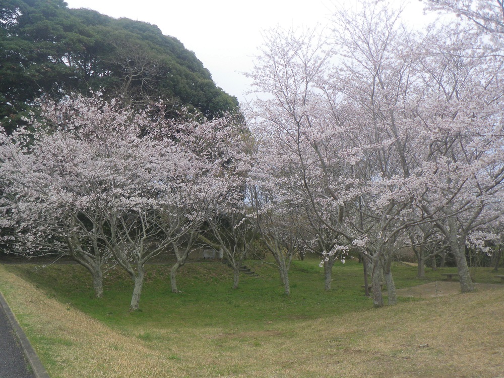 令和6年 天神山公園桜開花情報-4月5日 天神山公園桜3