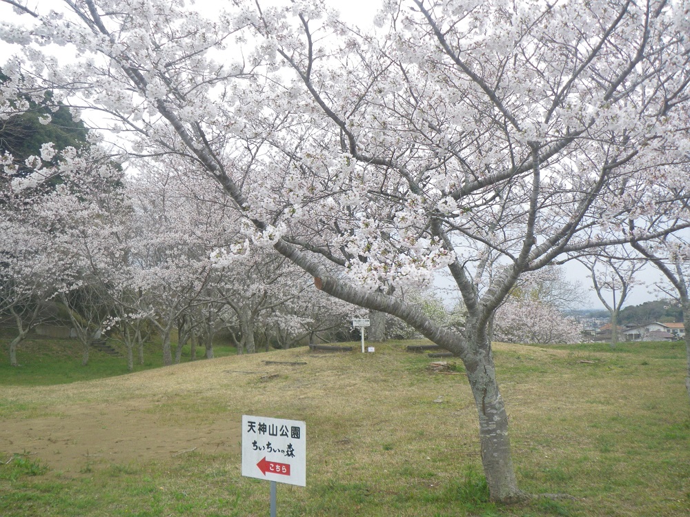 令和6年 天神山公園桜開花情報-4月5日 天神山公園桜2