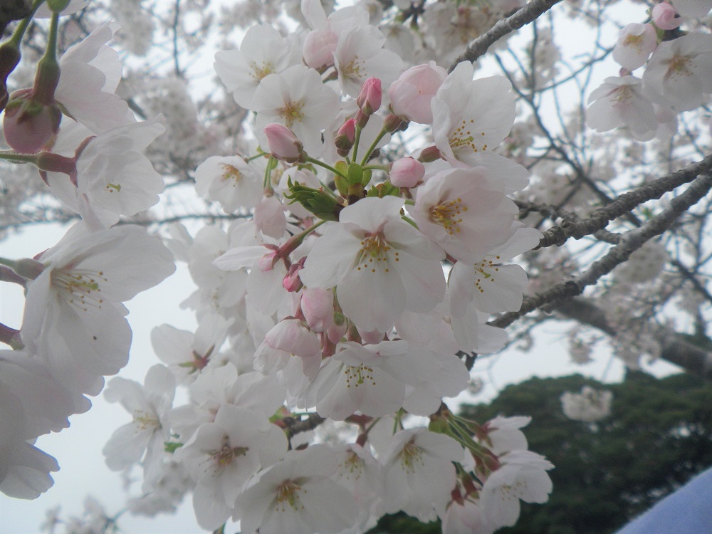 令和6年 天神山公園桜開花情報-4月5日 天神山公園桜1
