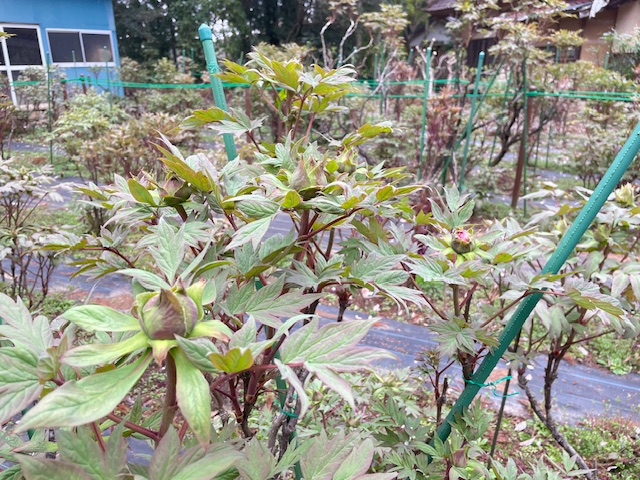 令和6年 飯高寺ボタン園開花状況-4.5_3