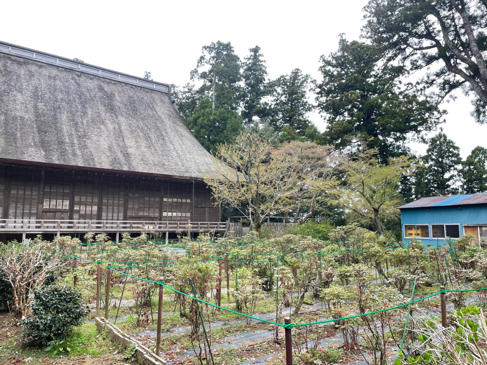 令和6年 飯高寺ボタン園開花状況-4.5_2