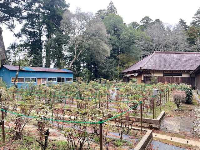 令和6年 飯高寺ボタン園開花状況-4.5_1