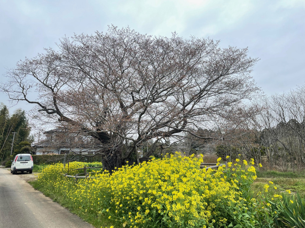 令和6年 黄門桜開花情報-4.5_2