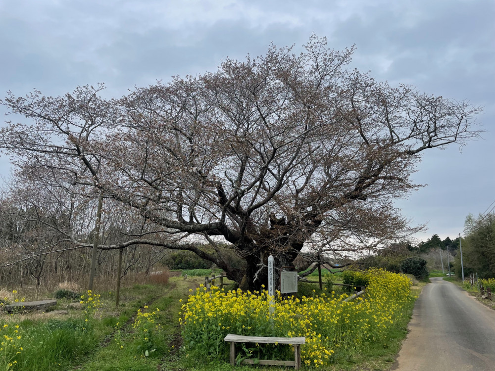 令和6年 黄門桜開花情報-4.5_1