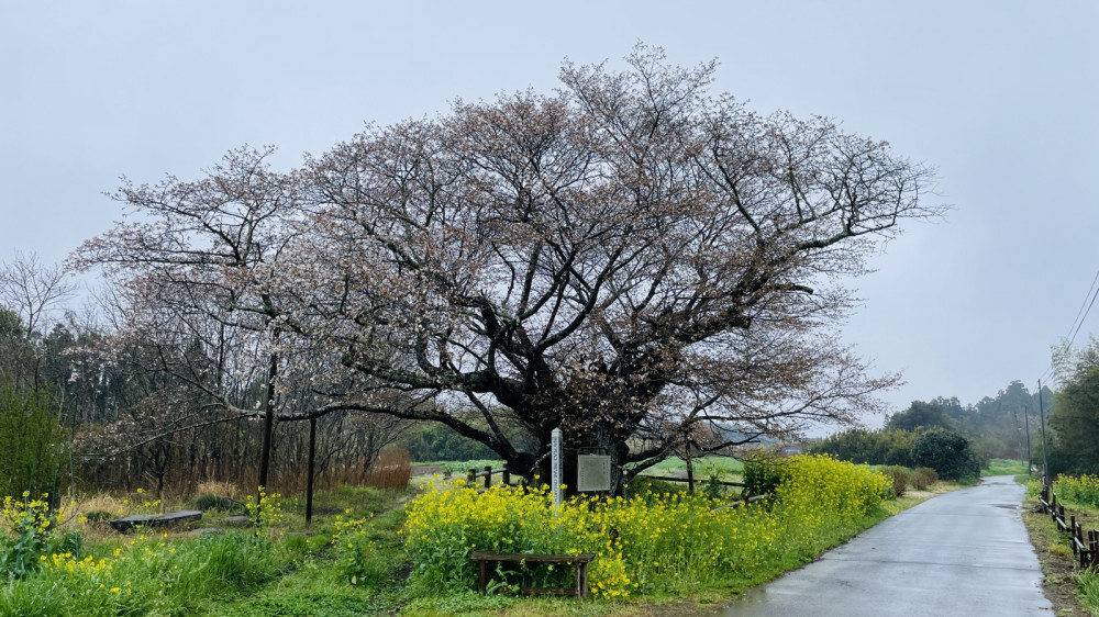 令和6年 黄門桜開花情報-4.6