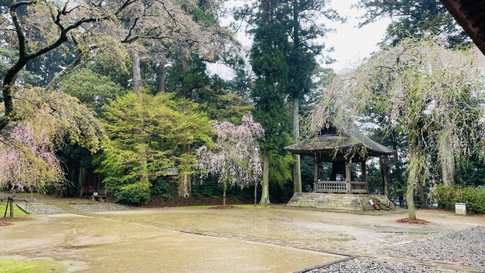 令和6年 飯高寺講堂前シダレザクラ開花情報-4.6