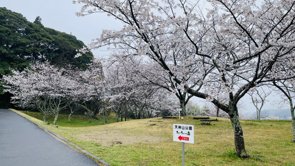 令和6年 天神山公園桜開花情報-4.6