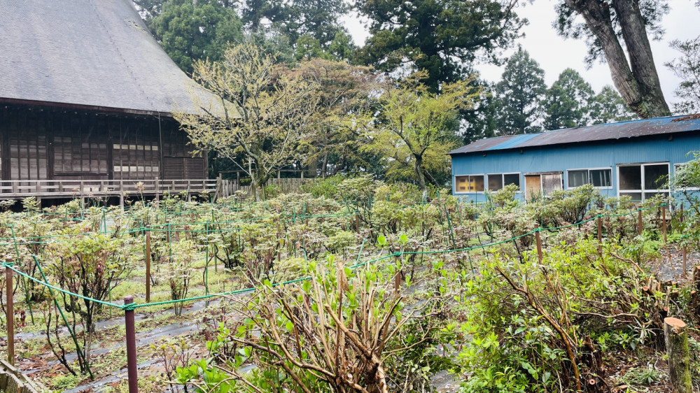 令和6年 飯高寺ボタン園開花状況-4.6_2