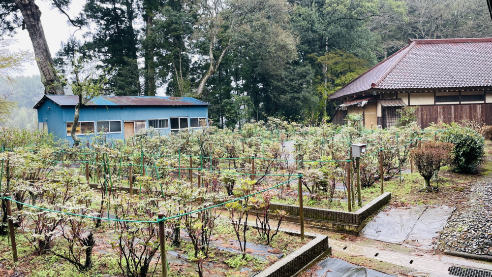 令和6年 飯高寺ボタン園開花状況-4.6_1