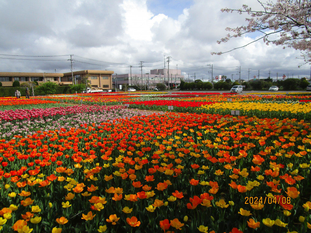 令和6年 のさか花の広場チューリップ開花情報-のさかチューリップ_4月8日（月曜日）