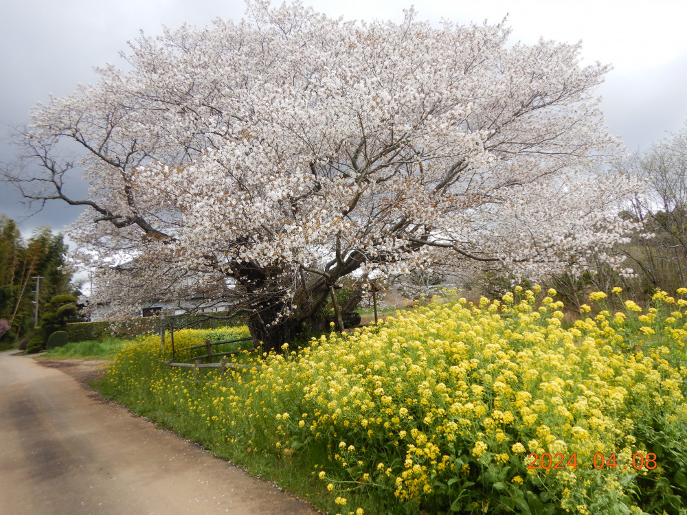 令和6年 黄門桜開花情報-4.8_2