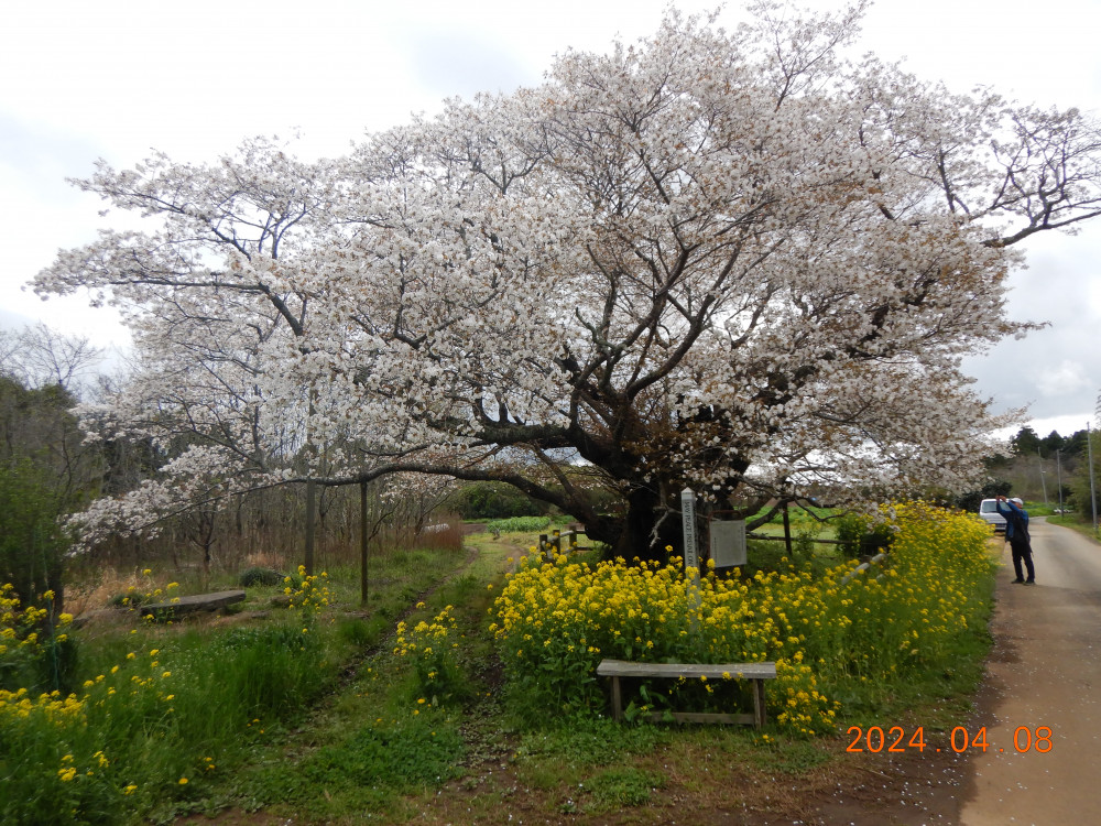 令和6年 黄門桜開花情報-4.8_1