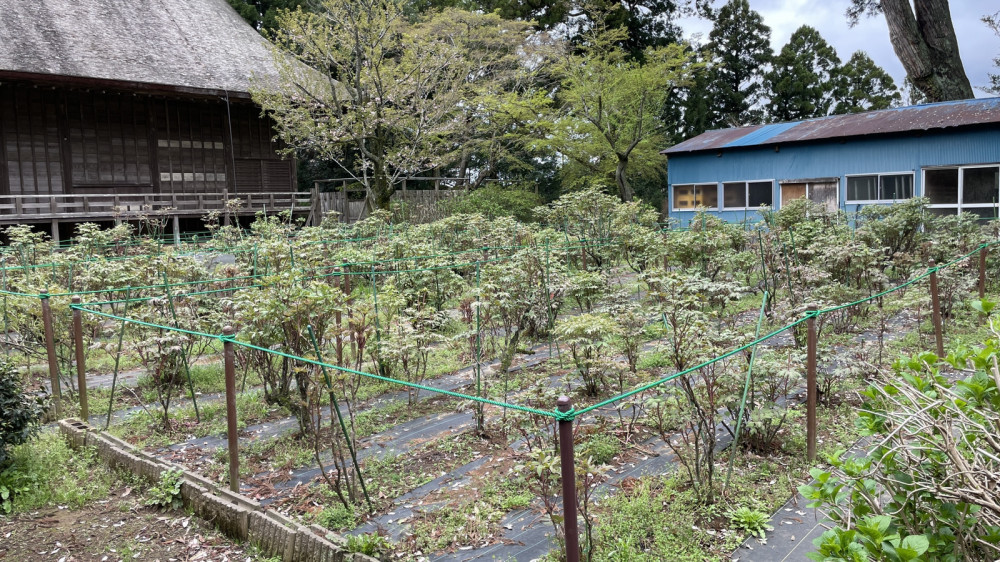 令和6年 飯高寺ボタン園開花状況-4.8_2