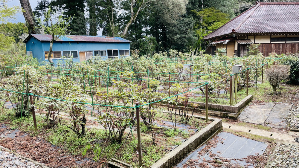 令和6年 飯高寺ボタン園開花状況-4.8_1