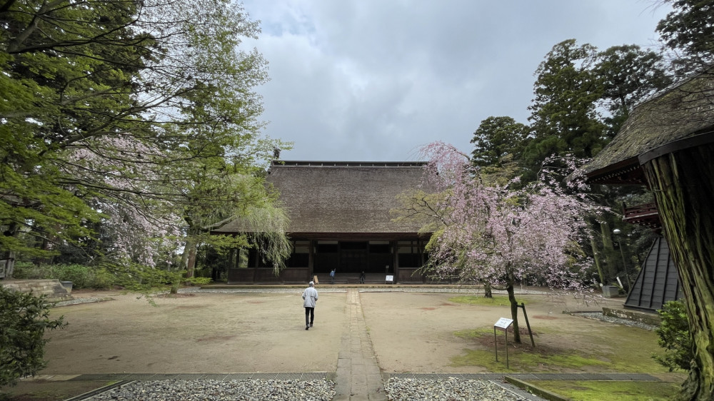 令和6年 飯高寺講堂前シダレザクラ開花情報-4.8_3