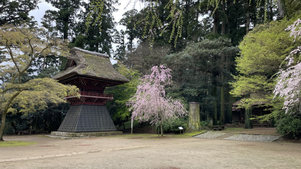 令和6年 飯高寺講堂前シダレザクラ開花情報-4.8_2