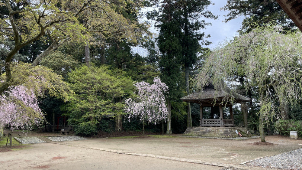 令和6年 飯高寺講堂前シダレザクラ開花情報-4.8_1