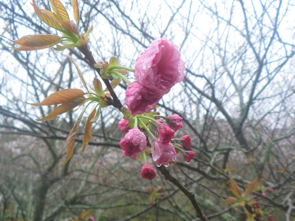 令和6年 天神山公園桜開花情報-4月9日 天神山公園桜5