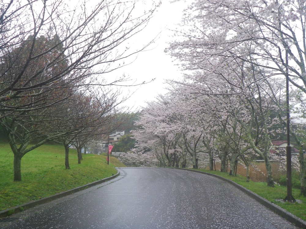 令和6年 天神山公園桜開花情報-4月9日 天神山公園桜4