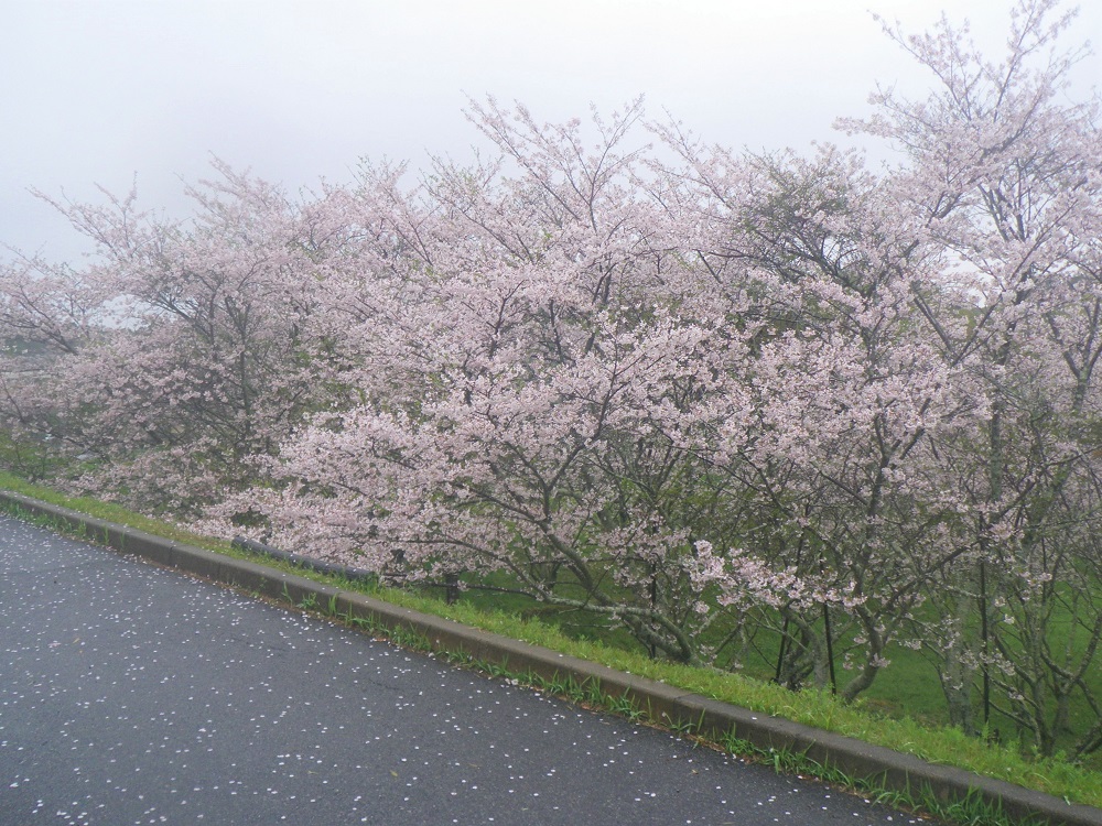 令和6年 天神山公園桜開花情報-4月9日 天神山公園桜3