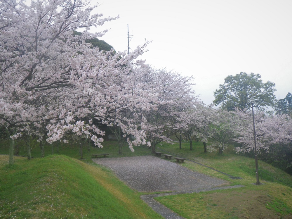 令和6年 天神山公園桜開花情報-4月9日 天神山公園桜2