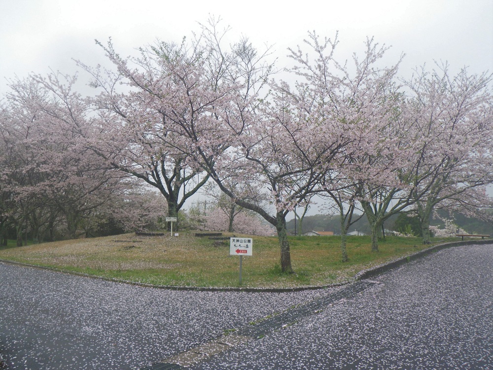 令和6年 天神山公園桜開花情報-4月9日 天神山公園桜1