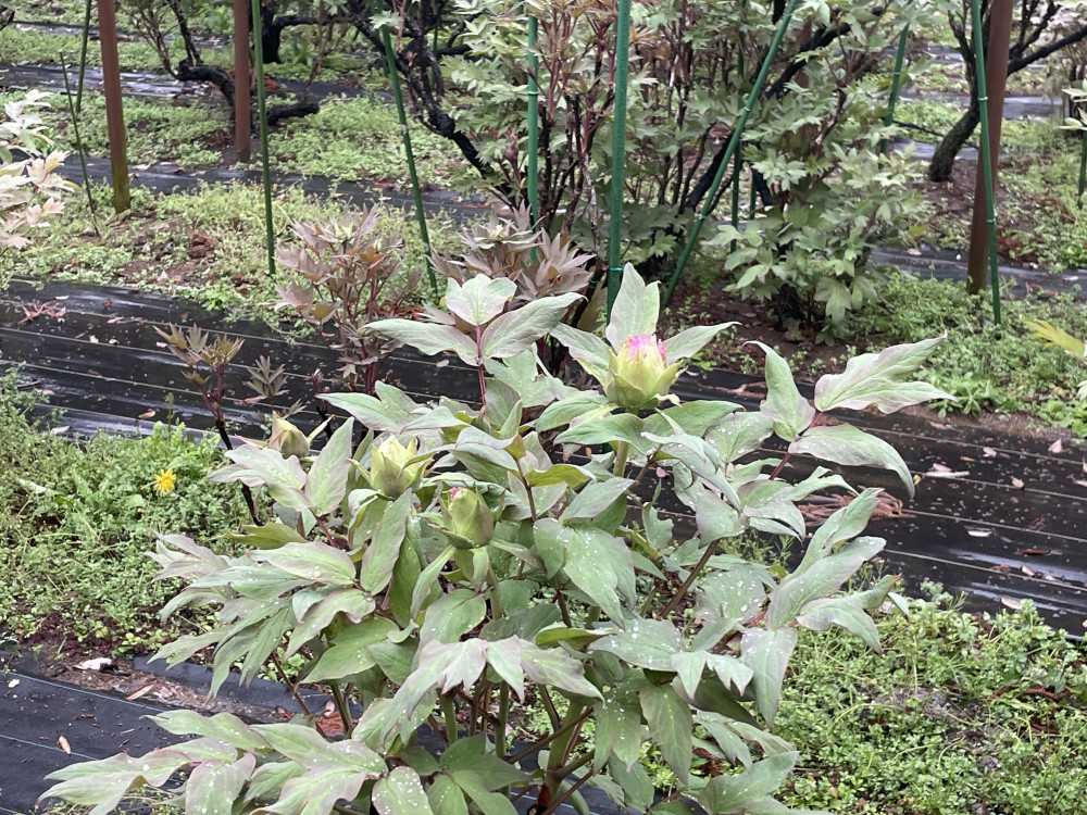 令和6年 飯高寺ボタン園開花状況-4.9_3