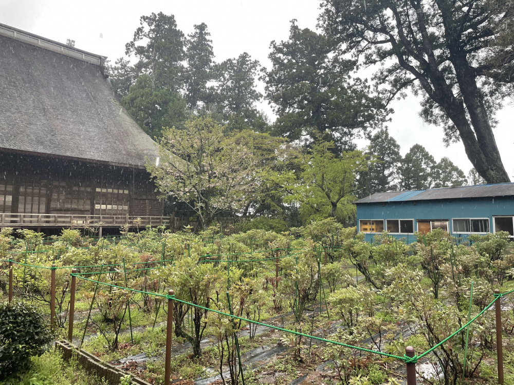 令和6年 飯高寺ボタン園開花状況-4.9_2