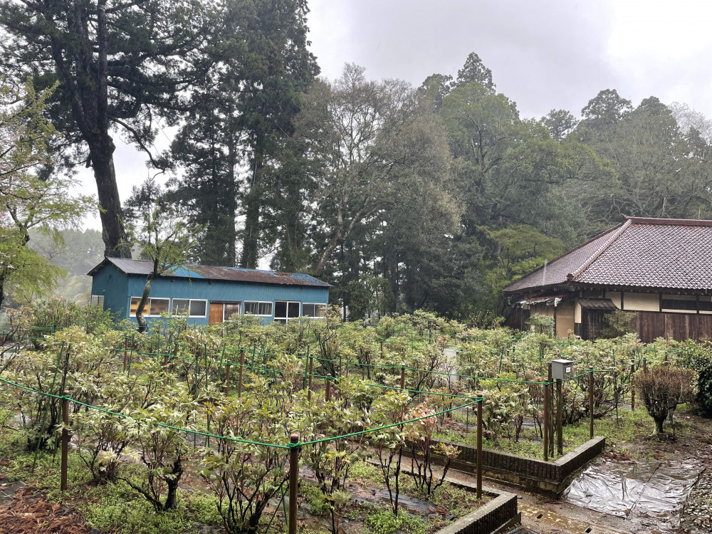 令和6年 飯高寺ボタン園開花状況-4.9_1