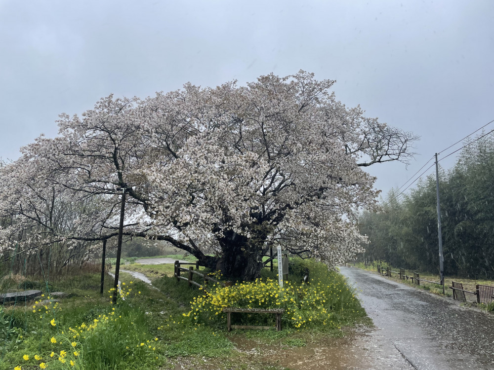 令和6年 黄門桜開花情報-4.9_1