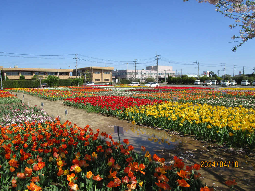 令和6年 のさか花の広場チューリップ開花情報-のさかチューリップ_4月10日（水曜日）