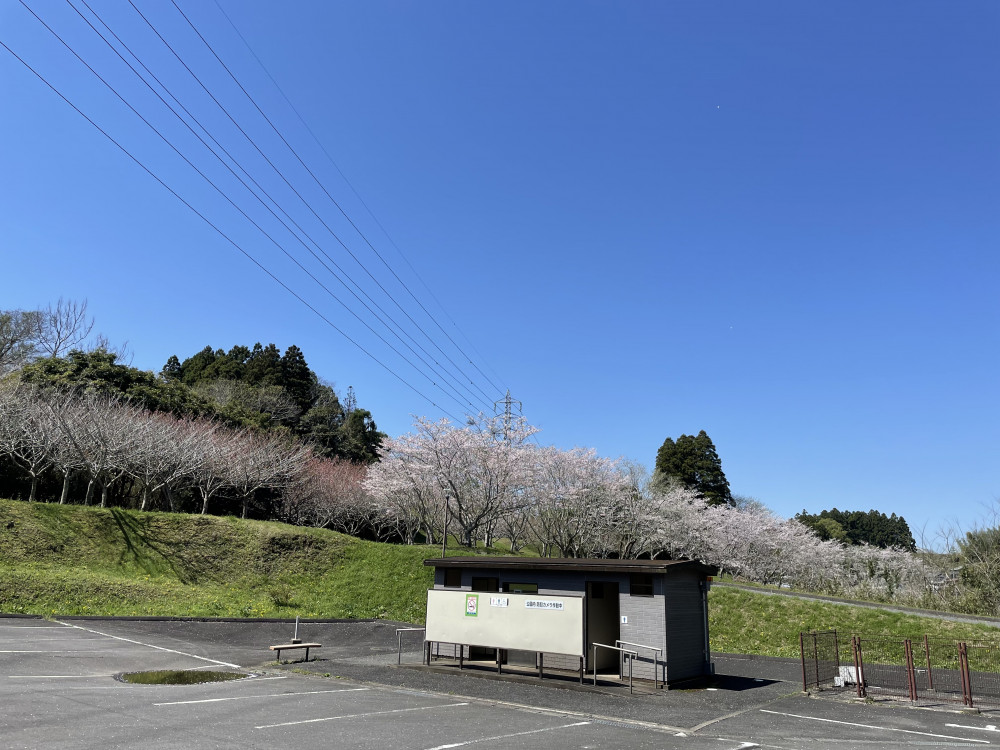 令和6年 天神山公園桜開花情報-4.10_8