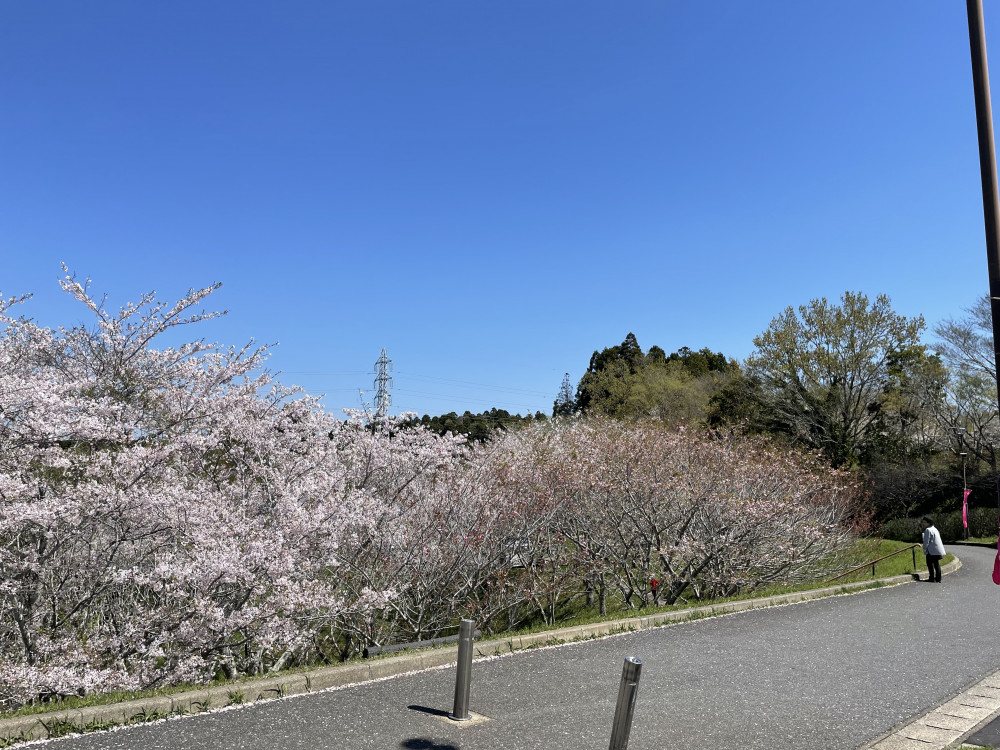 令和6年 天神山公園桜開花情報-4.10_7