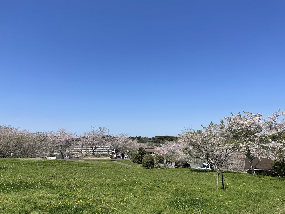 令和6年 天神山公園桜開花情報-4.10_5