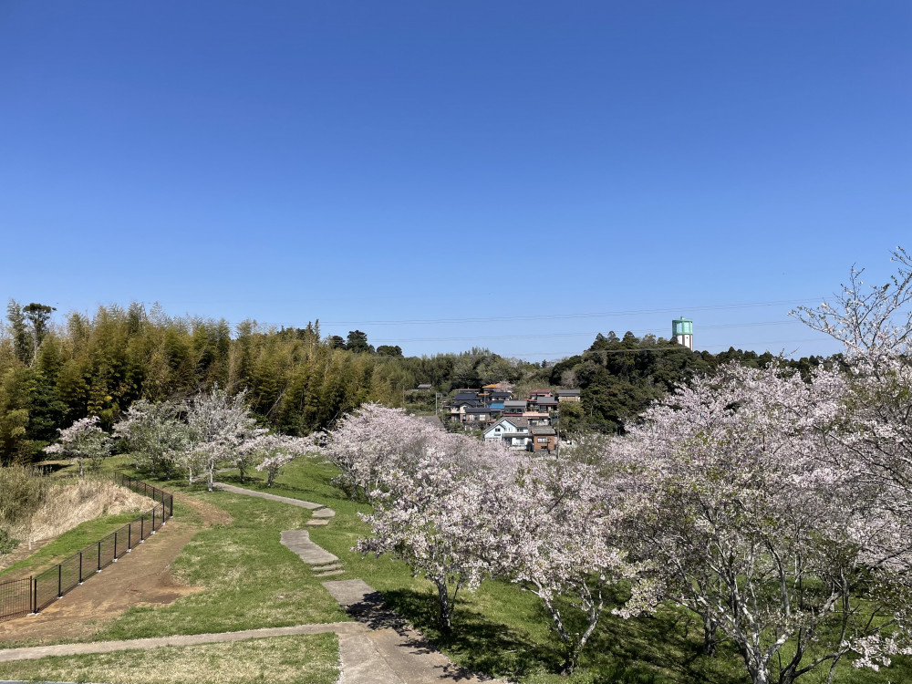 令和6年 天神山公園桜開花情報-4.10_4