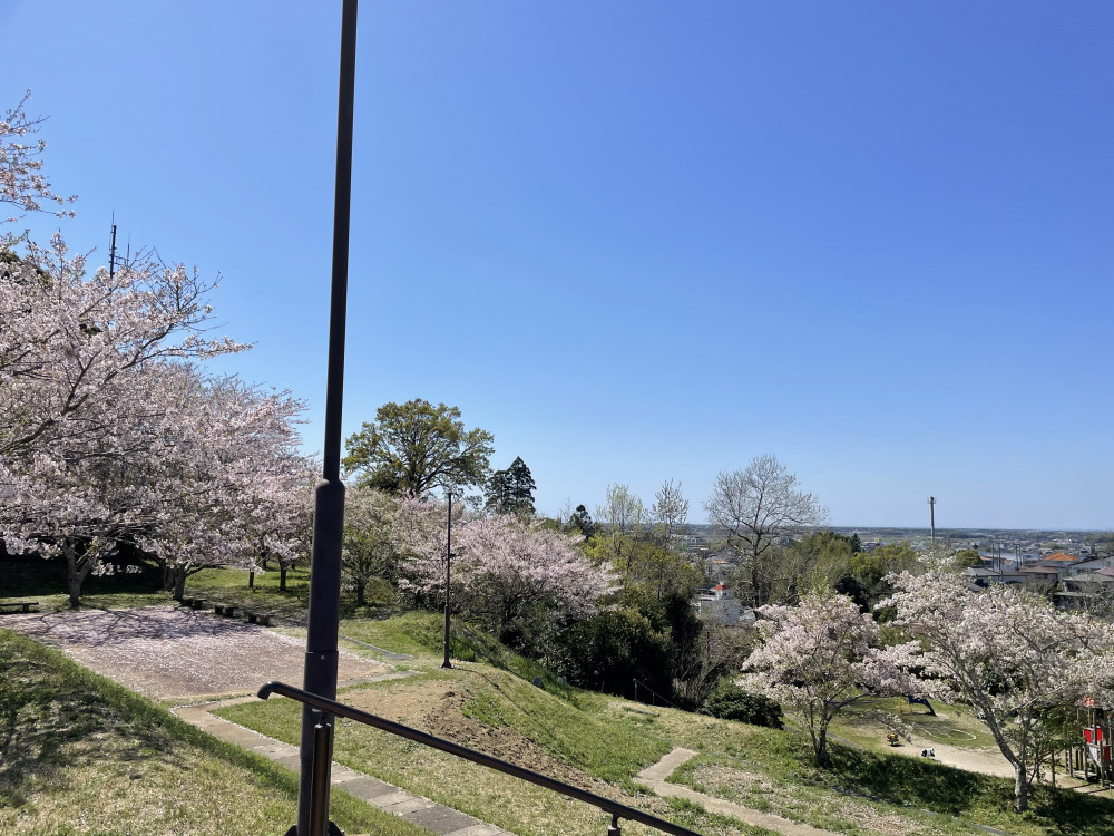 令和6年 天神山公園桜開花情報-4.10_3