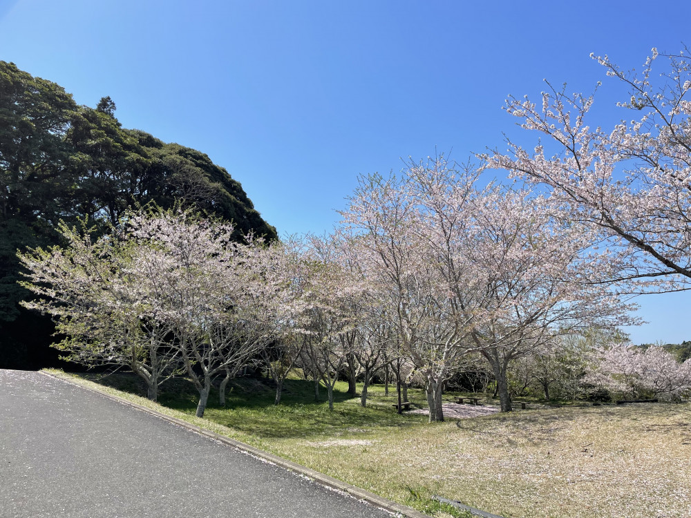 令和6年 天神山公園桜開花情報-4.10_1