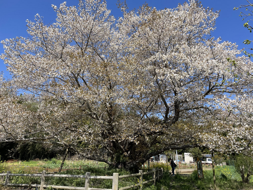 令和6年 黄門桜開花情報-4.10_3