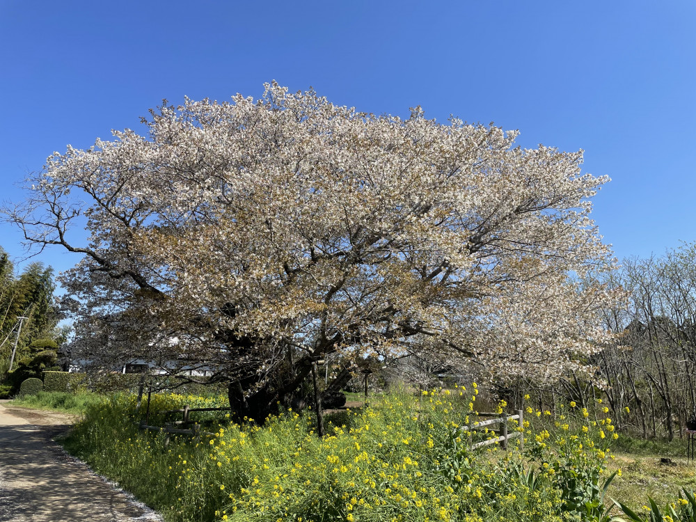 令和6年 黄門桜開花情報-4.10_2