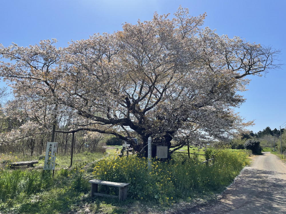 令和6年 黄門桜開花情報-4.10_1