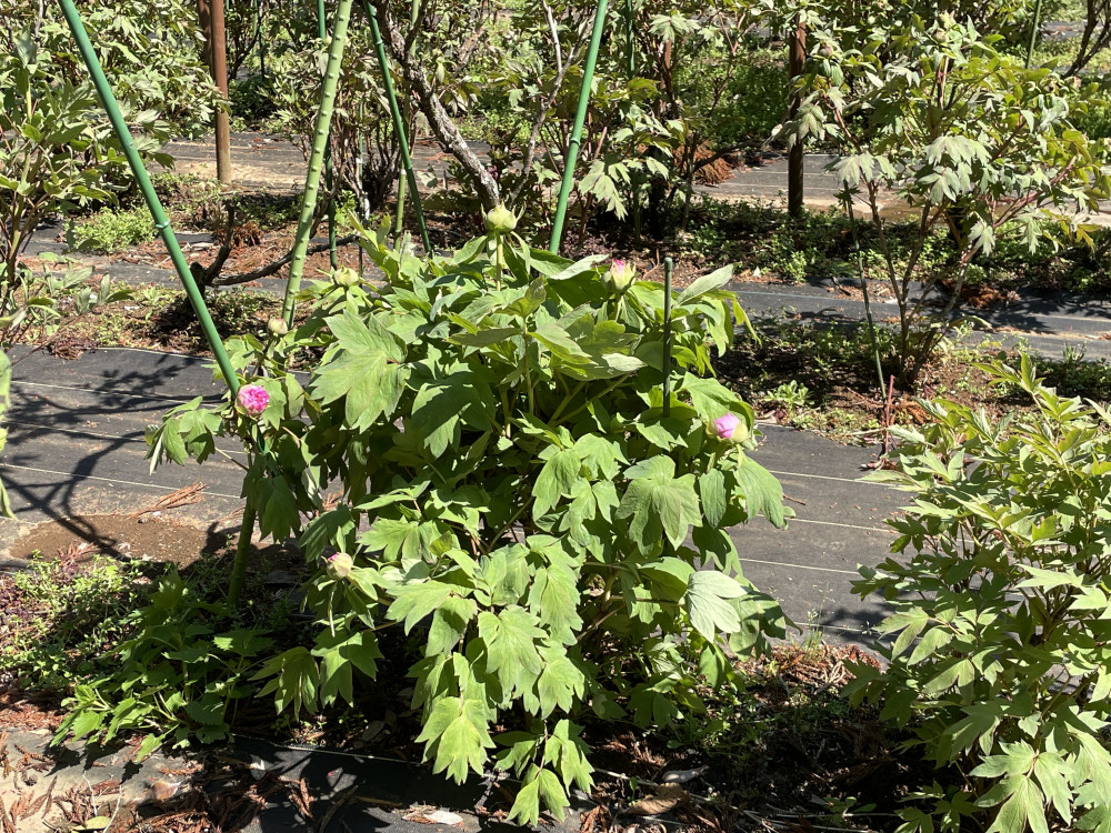 令和6年 飯高寺ボタン園開花状況-4.10_3