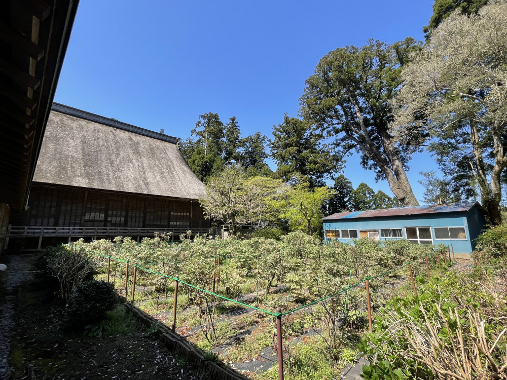 令和6年 飯高寺ボタン園開花状況-4.10_2