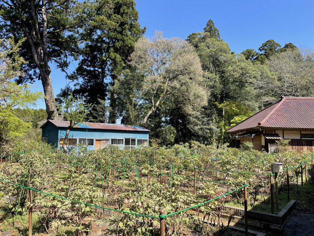 令和6年 飯高寺ボタン園開花状況-4.10_1