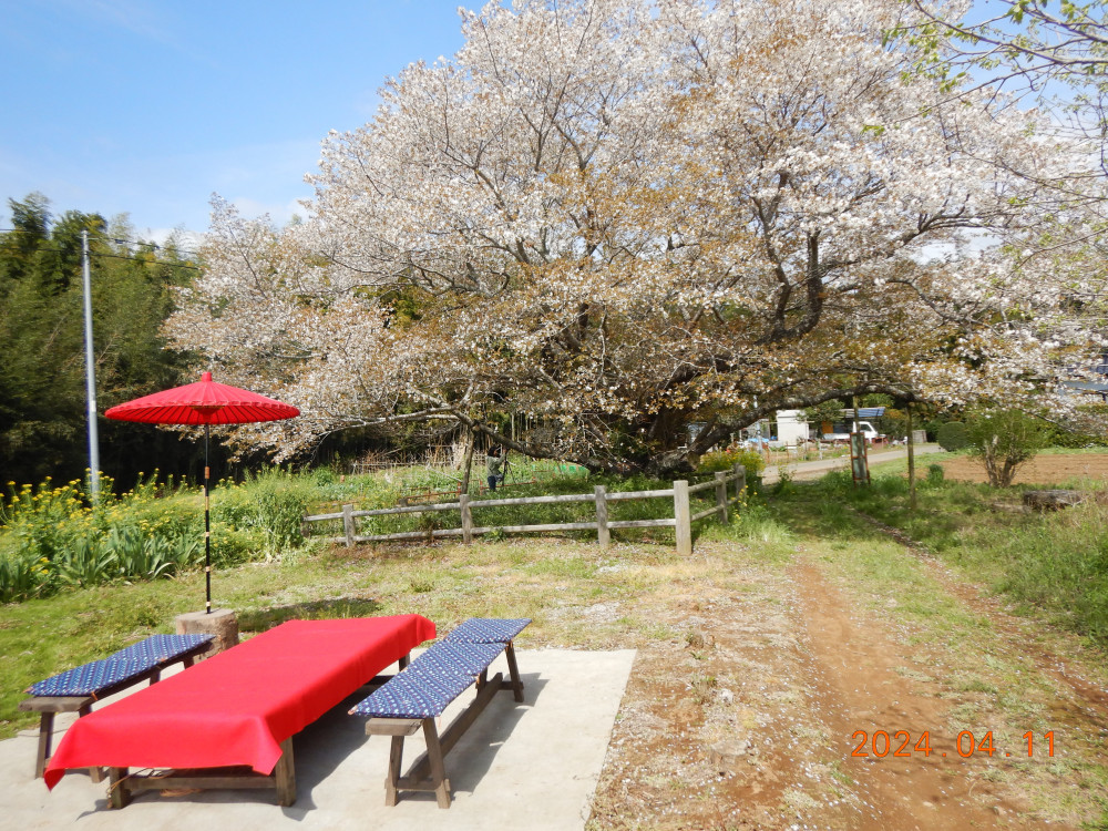 令和6年 黄門桜開花情報-4.11黄門桜