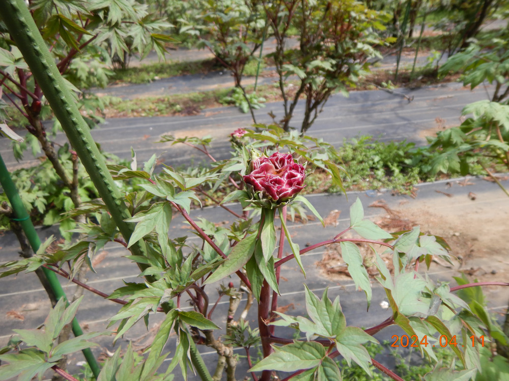 令和6年 飯高寺ボタン園開花状況-4.11ぼたん