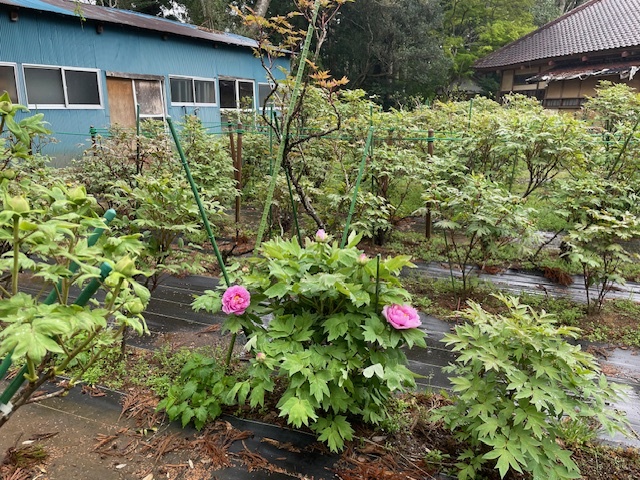 令和6年 飯高寺ボタン園開花状況-4.12_3