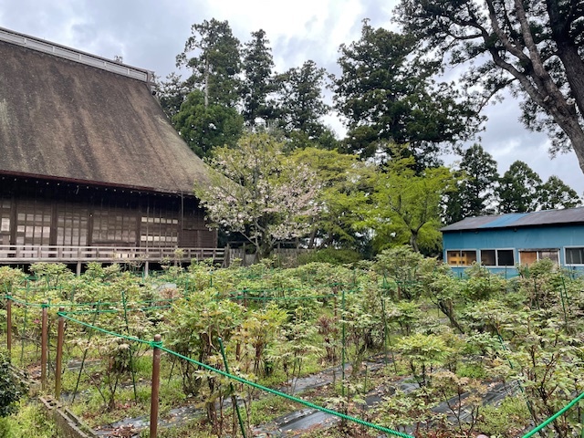 令和6年 飯高寺ボタン園開花状況-4.12_2